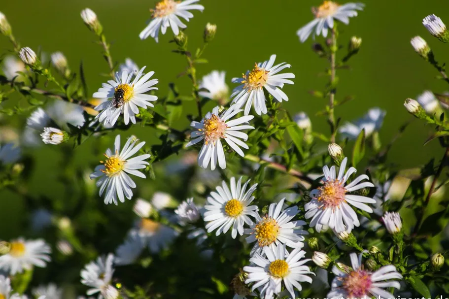 Waagerechte Aster 'Chloe' 1 Liter Topf