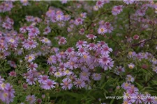 Waagerechte Aster 'Coombe Fishacre' 1 Liter Topf