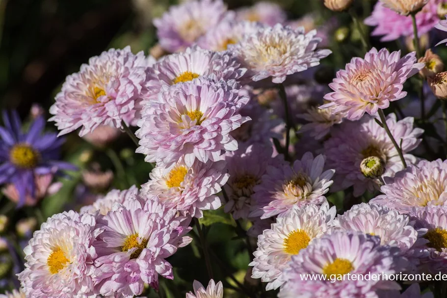 Winteraster 'Andante' 9 x 9 cm Topf 0,5 Liter