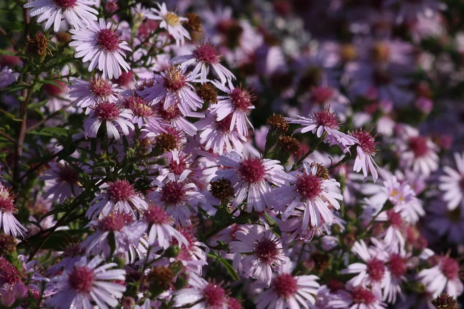 Waagerechte Aster 'Coombe Fishacre' 1 Liter Topf