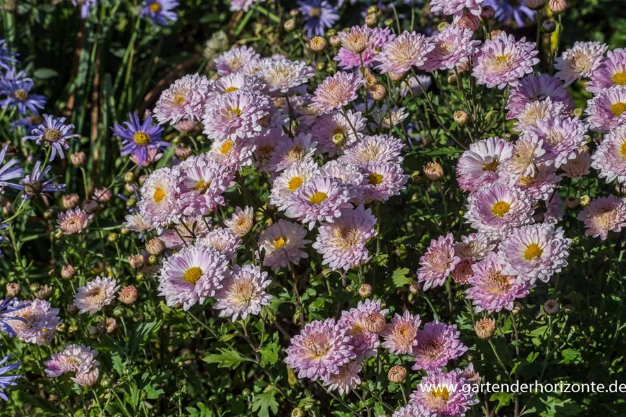 Winteraster 'Andante' 9 x 9 cm Topf 0,5 Liter