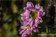 Winteraster 'Andante' 9 x 9 cm Topf 0,5 Liter