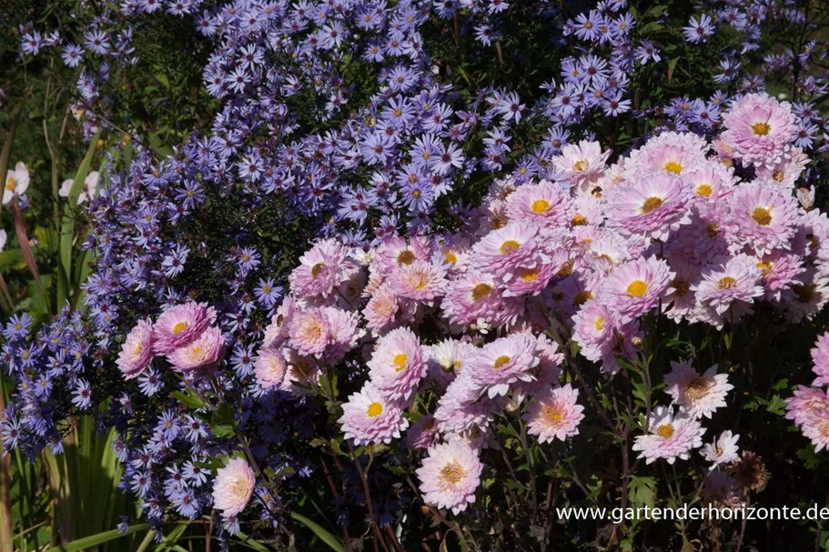 Winteraster 'Andante' 9 x 9 cm Topf 0,5 Liter