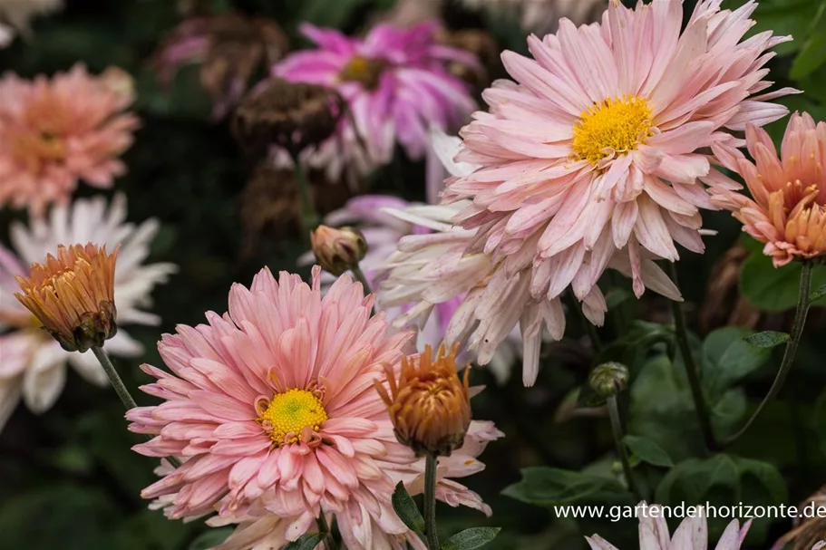 Winteraster 'Apricot' 9 x 9 cm Topf 0,5 Liter