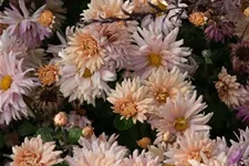 Winteraster 'Apricot' 9 x 9 cm Topf 0,5 Liter