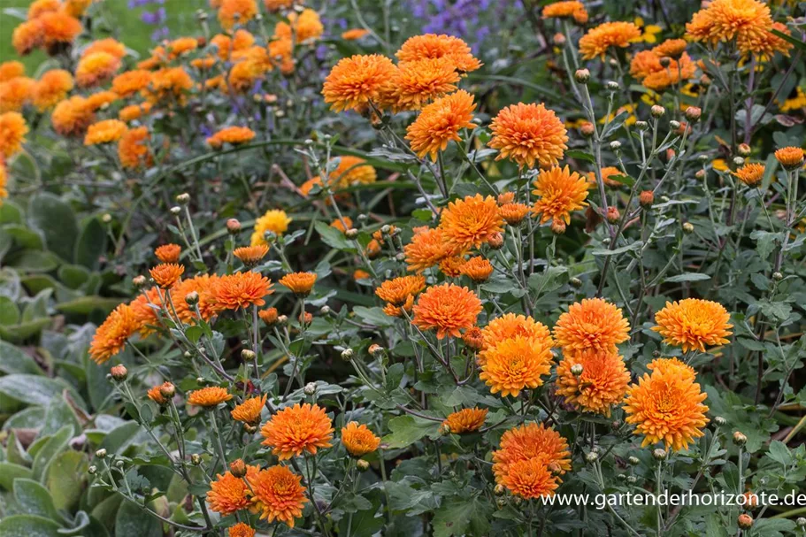 Winteraster 'Dixter Orange' 9 x 9 cm Topf 0,5 Liter