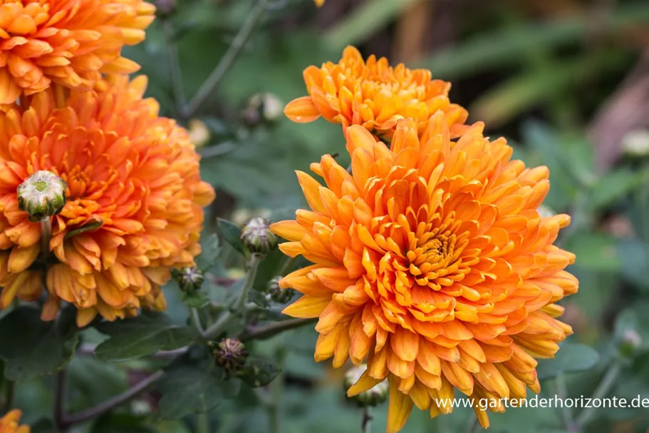 Winteraster 'Dixter Orange' 9 x 9 cm Topf 0,5 Liter