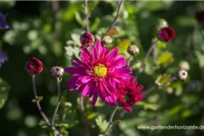 Winteraster 'Herbstkuss' 9 x 9 cm Topf 0,5 Liter