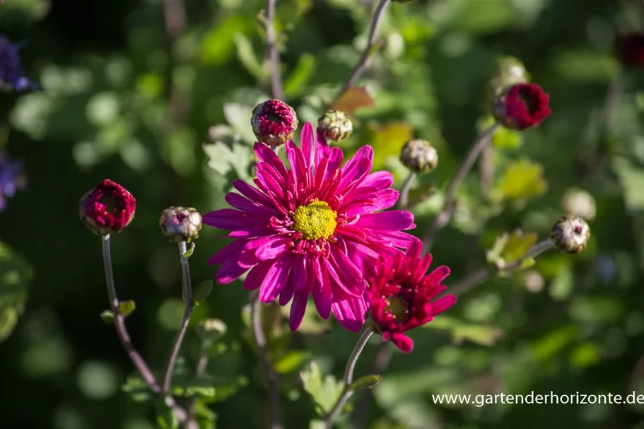 Winteraster 'Herbstkuss' 9 x 9 cm Topf 0,5 Liter