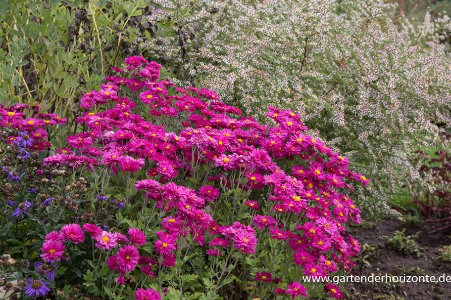 Winteraster 'Herbstkuss' 9 x 9 cm Topf 0,5 Liter