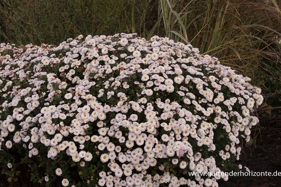 Winteraster 'Julia' 9 x 9 cm Topf 0,5 Liter