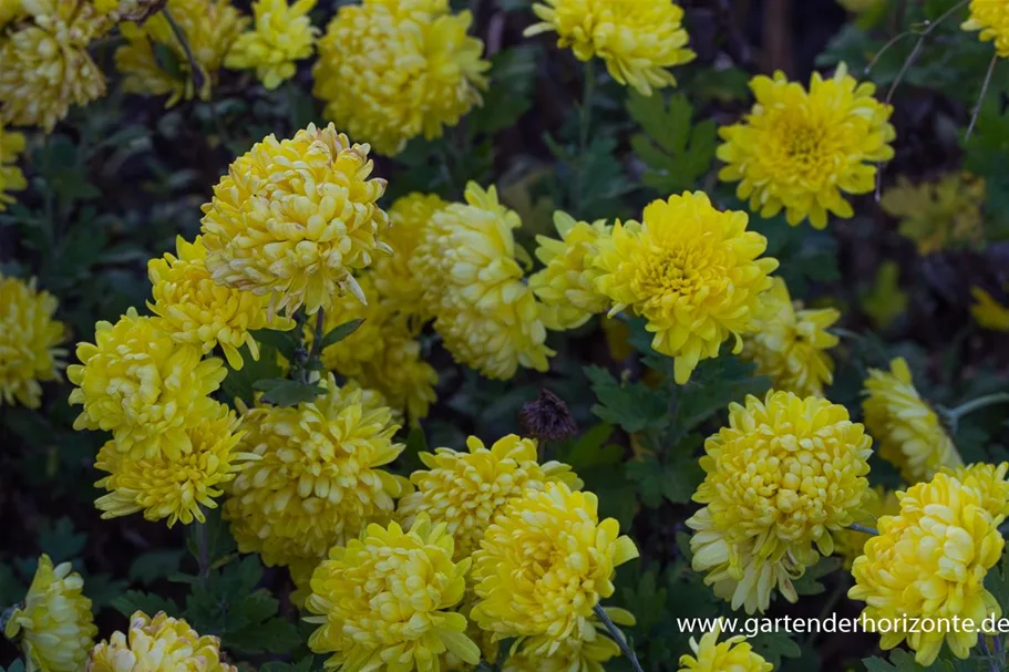 Winteraster 'Juliane' 1,3 Liter Topf