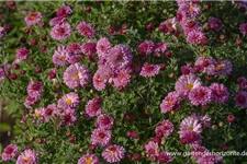 Winteraster 'Mei-kyo' 1 Liter Topf