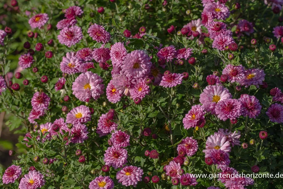 Winteraster 'Mei-kyo' 1 Liter Topf