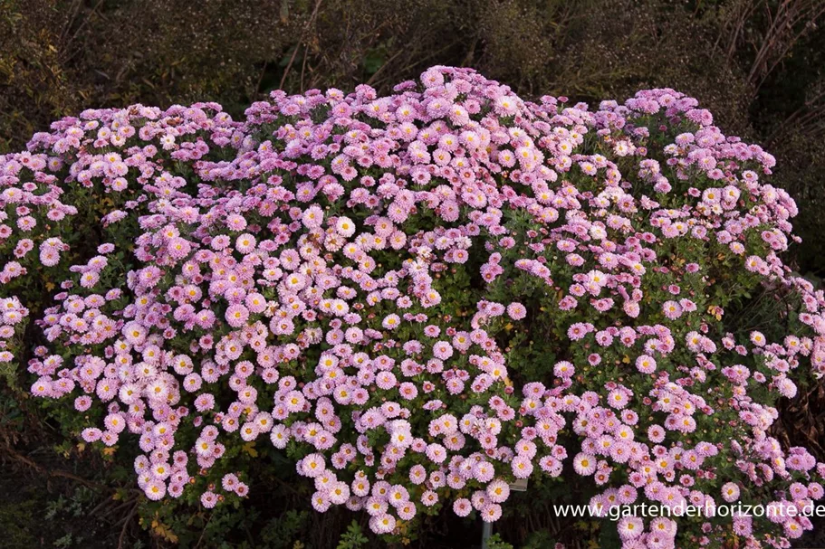 Winteraster 'Mei-kyo' 1 Liter Topf