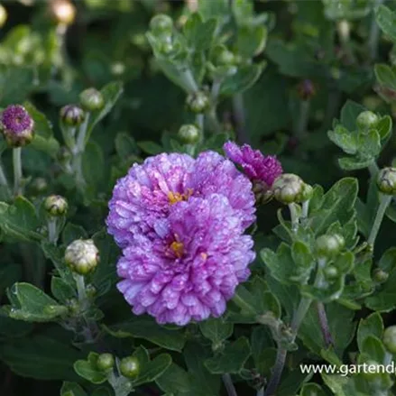 Winteraster 'Rotes Julchen'