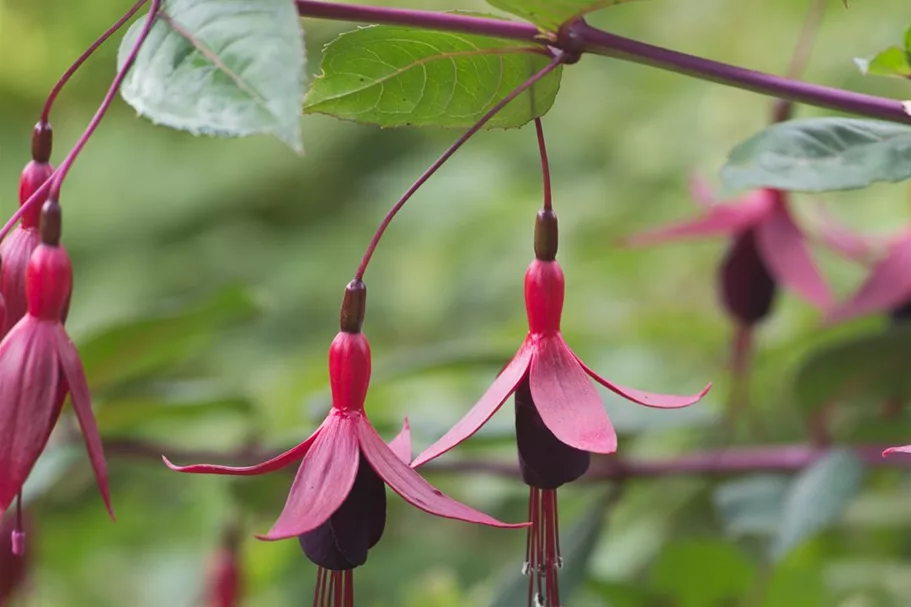 Winterharte Fuchsie 'Insel Neuwerk' 0,5 Liter Topf