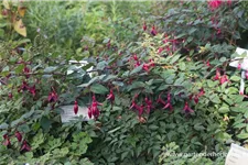 Winterharte Fuchsie 'Insel Neuwerk' 0,5 Liter Topf