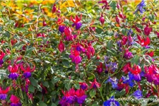 Winterharte Fuchsie 'Margaret' 0,5 Liter Topf