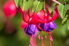 Winterharte Fuchsie 'Margaret' 0,5 Liter Topf