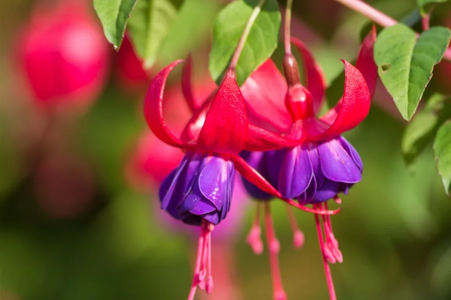 Winterharte Fuchsie 'Margaret' 0,5 Liter Topf