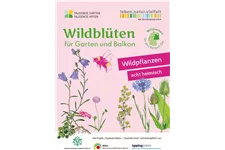 Wildblüten für Garten und Balkon 2 m² 4g - Region Ost