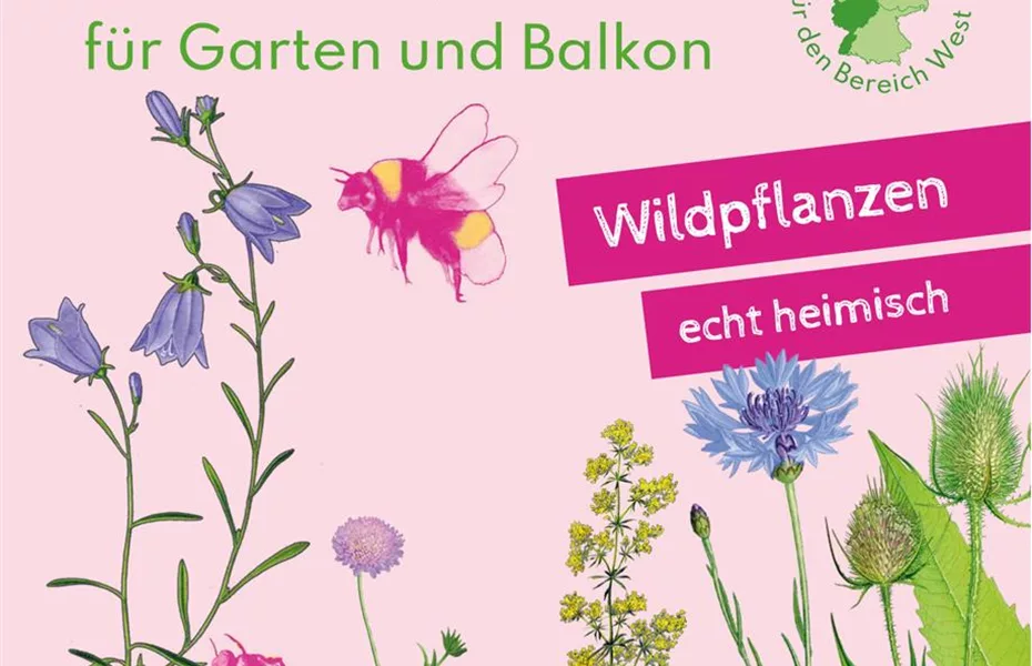 Heimische Wildblüten aussäen - Wildstauden pflanzen