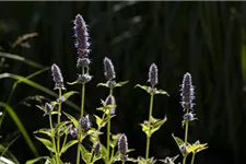 Agastache rugosa 9 x 9 cm Topf 0,5 Liter