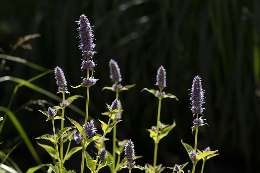 Agastache rugosa 9 x 9 cm Topf 0,5 Liter