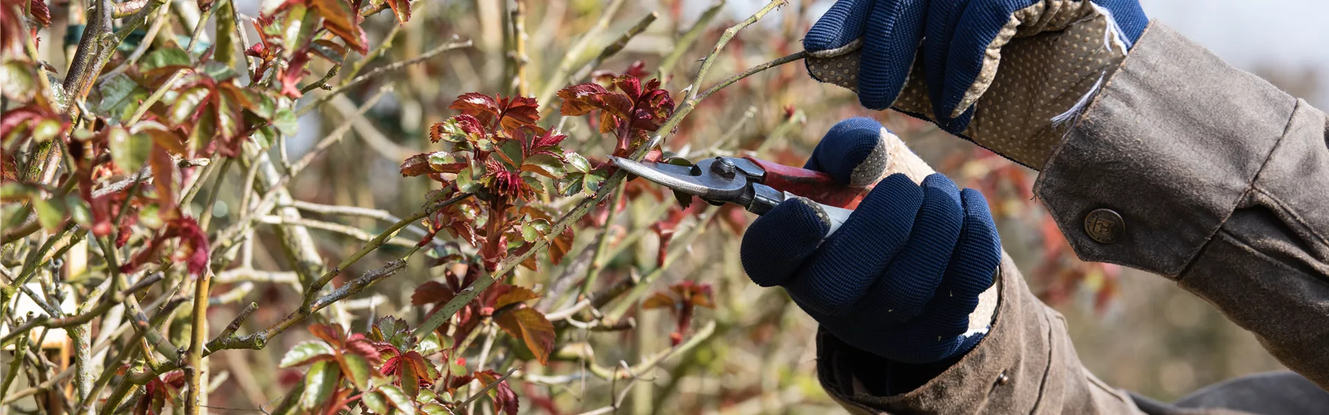 Rückschnitt im Frühling