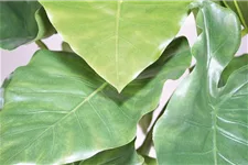 ALOCASIA CALIDORA DELUXE Kunstpflanze 125 cm