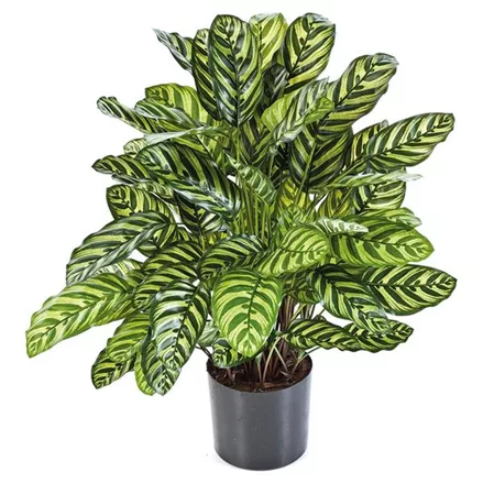 CALATHEA Kunstpflanze