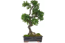 FICUS BONSAI Kunstpflanze 95 cm