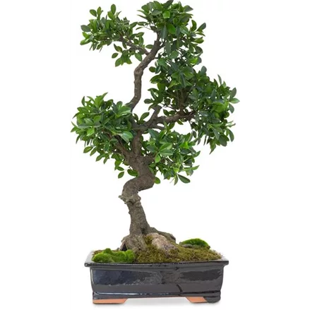 FICUS BONSAI Kunstpflanze