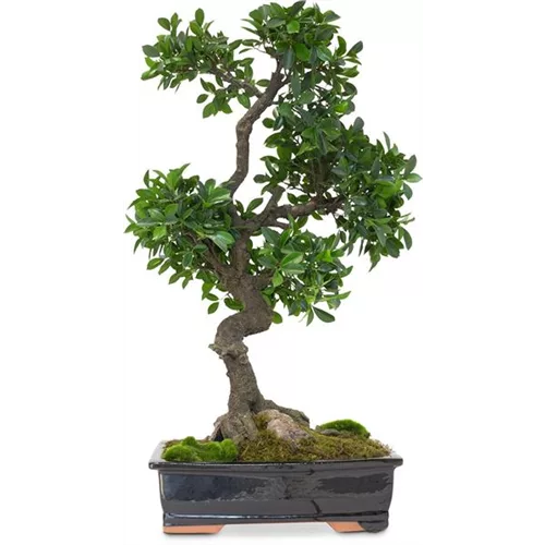 FICUS BONSAI Kunstpflanze