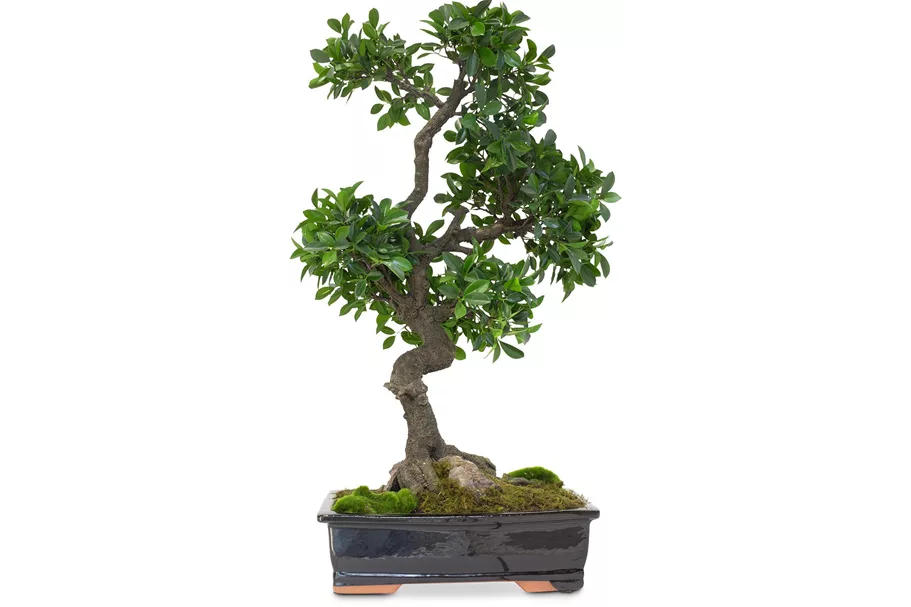 FICUS BONSAI Kunstpflanze 95 cm