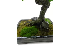 FICUS BONSAI Kunstpflanze 95 cm