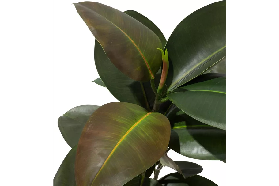 FICUS ELASTICA Kunstpflanze 95 cm