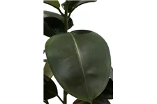 FICUS ELASTICA Kunstpflanze 95 cm