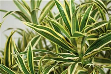 fleur ami DRACAENA REFLEXA Kunstpflanze 100 cm