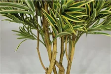 fleur ami DRACAENA REFLEXA Kunstpflanze 100 cm