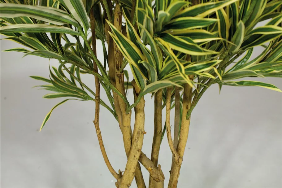 fleur ami DRACAENA REFLEXA Kunstpflanze 100 cm