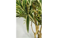 fleur ami DRACAENA REFLEXA Kunstpflanze 100 cm