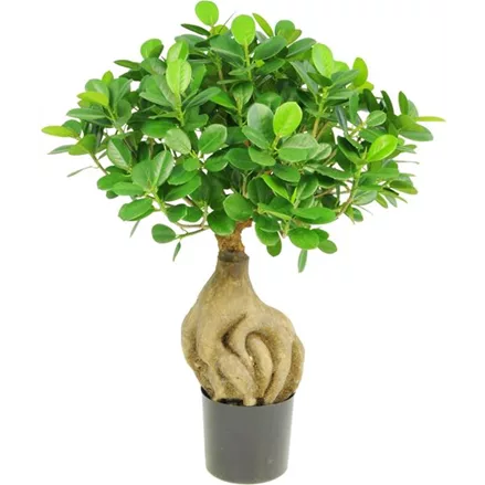 FICUS PANDA BONSAI Kunstpflanze