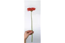 GERBERA Rollenware (200 Meter) 0,13 cm