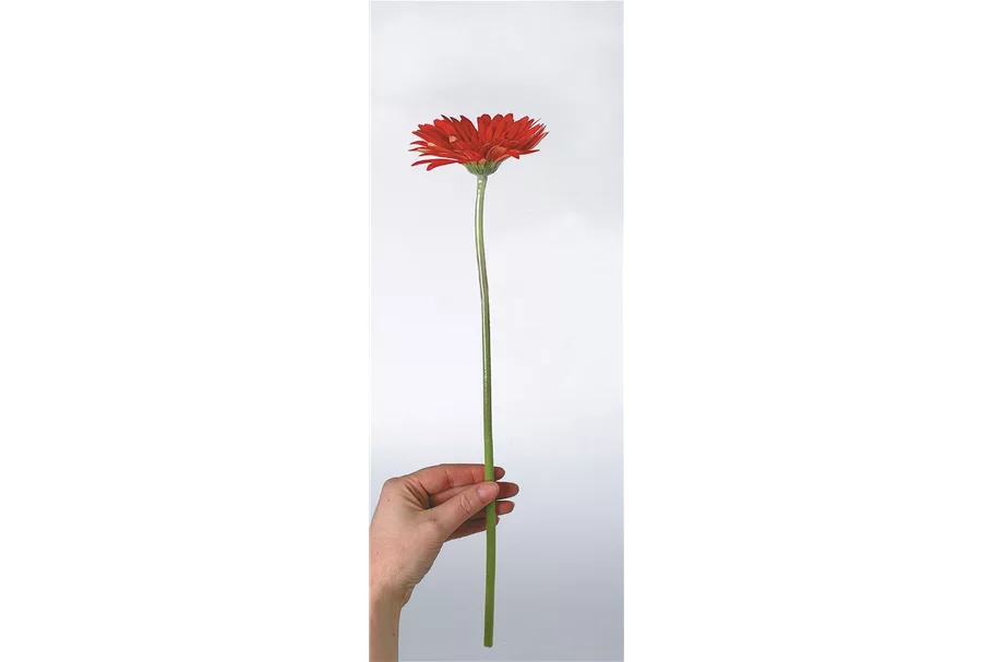 GERBERA Rollenware (200 Meter) 0,13 cm