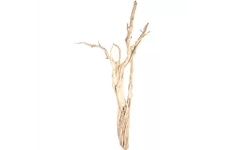 fleur ami Ghostwood sandgestrahlt, verzweigt, 90-100 cm