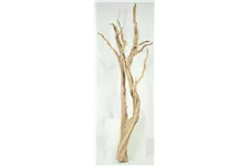 fleur ami Ghostwood sandgestrahlt, verzweigt, 90-100 cm