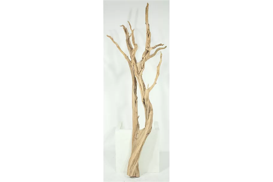 Ghostwood sandgestrahlt, verzweigt, 150-175 cm