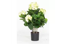 HORTENSIE Kunstpflanze 53 cm, creme